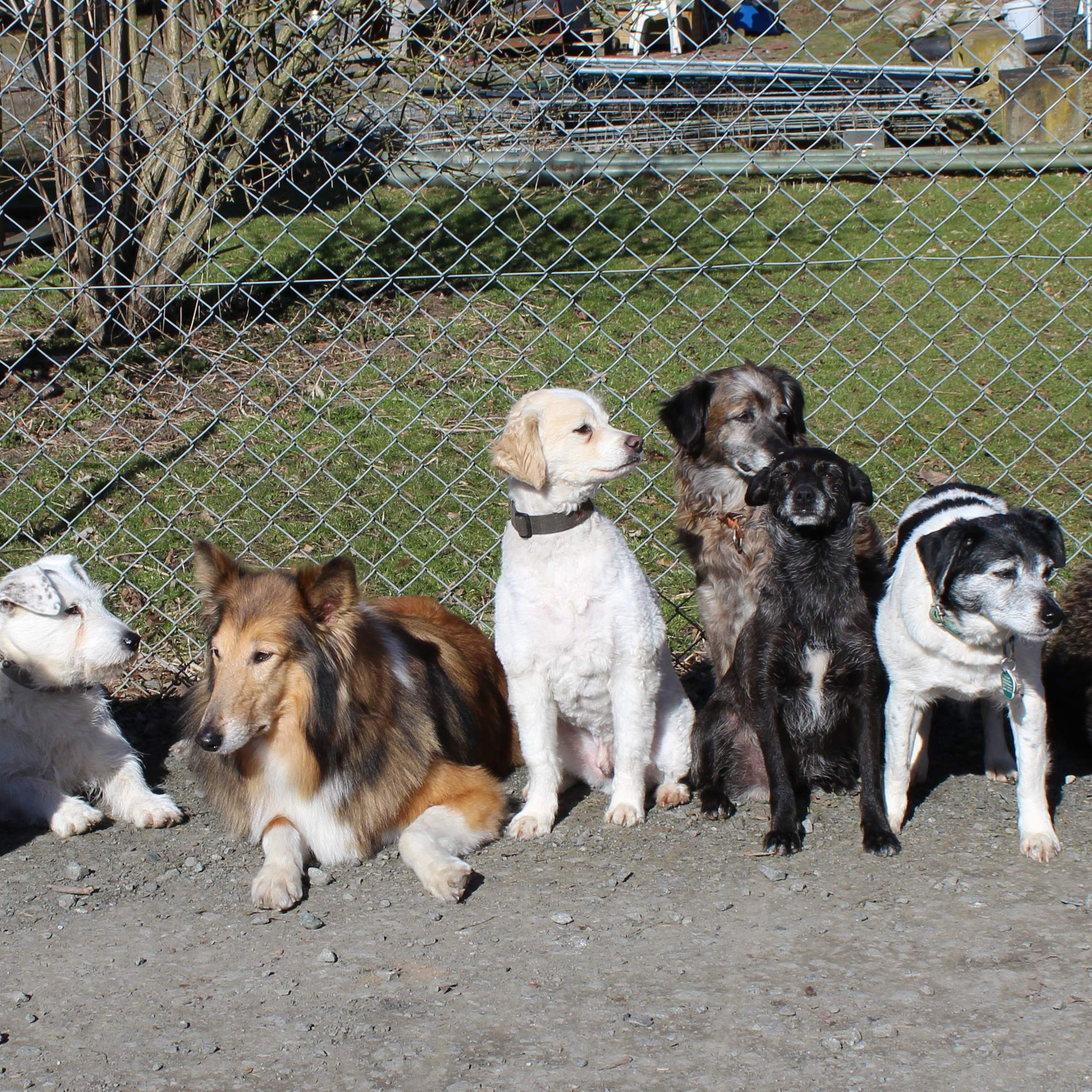 Die Hunde